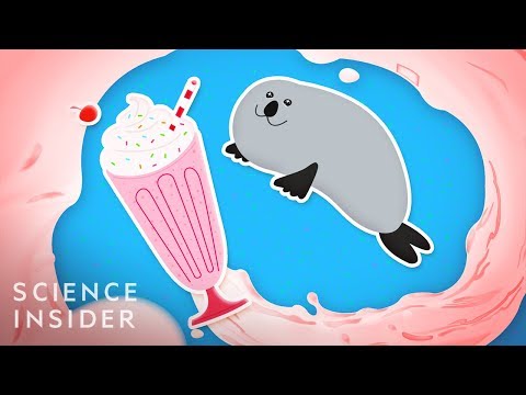健身的人可以喝土豚奶？！動物界最優質的母奶 (The Most Extreme Milk In The Animal Kingdom)