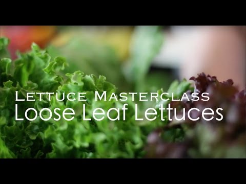 download lagu mp3 mp4 Loose Leaf Lettuce Recipe, download lagu Loose Leaf Lettuce Recipe gratis, unduh video klip Loose Leaf Lettuce Recipe