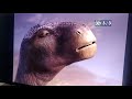 Inicio DVD Dinosaurio 2001