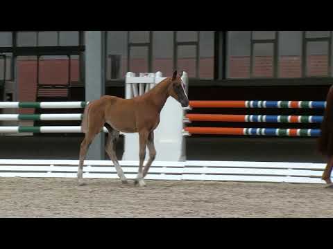 Schlump,Conthargos-Quattro B-Inselfürst