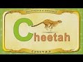 Multipedia Of Animals Letter C Cheetah