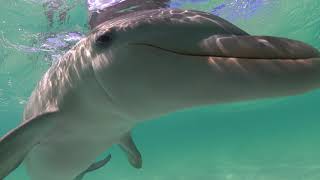 Curious and Playful baby dolphin!