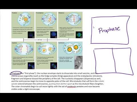4 Square Vocabulary Cards