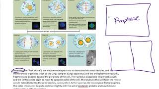 4 square vocabulary cards