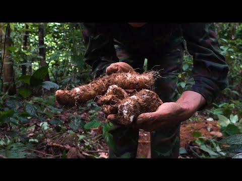 Immediate survival food in the wilderness - Yam plant | Survival instinct | Episode 31