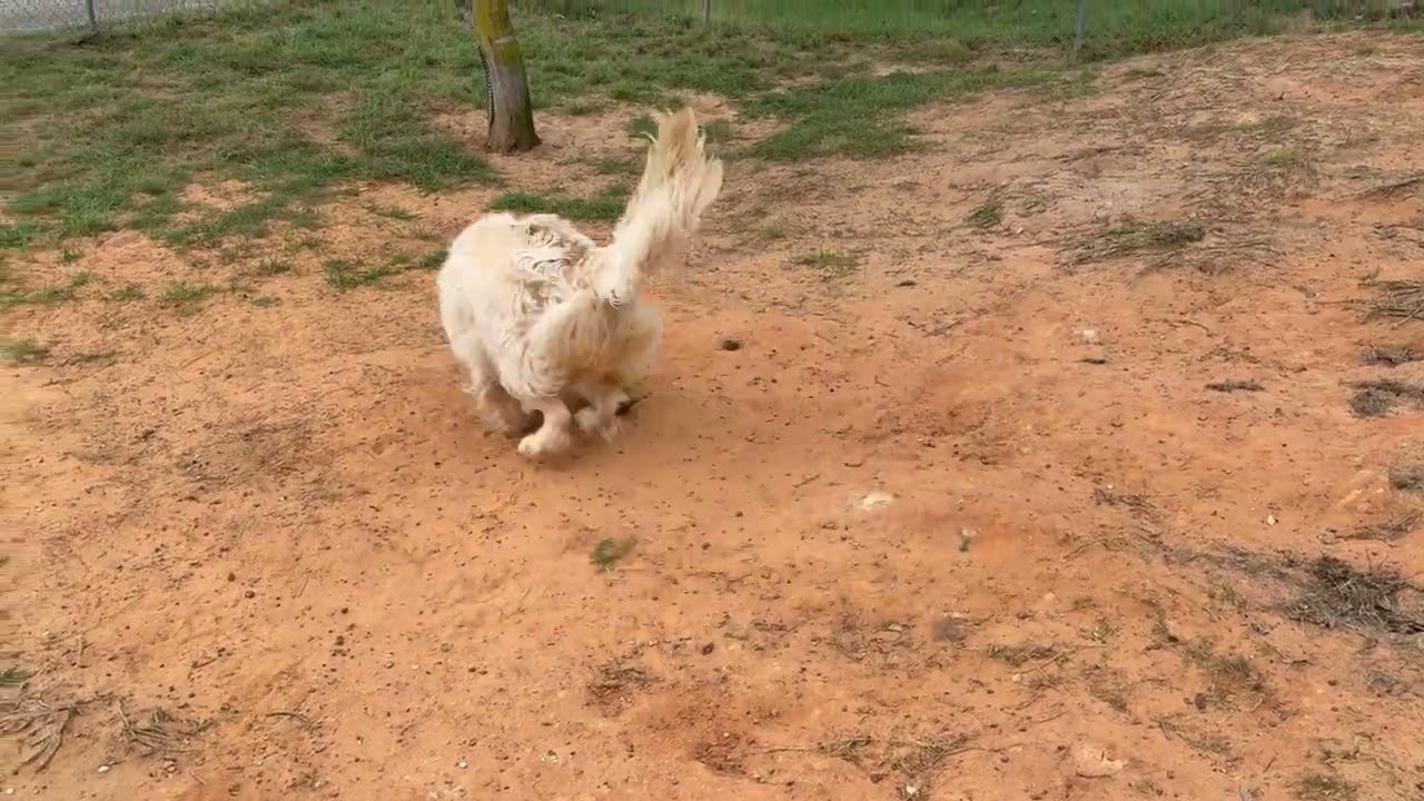 Enlarge Daisy, a ADOPTABLE mixed breed in New Canaan, CT video 6/6