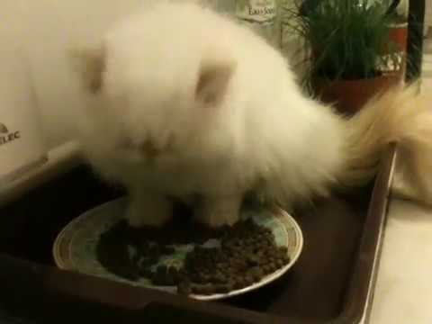 Persian Cat Eating Problems: Persian Cat Eating Bowls For Persian Cat Jaw Problems & Small Mouth