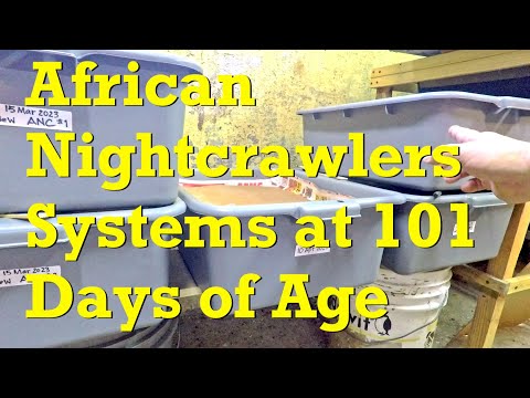 Return to previously overfed 101 day old African nightcrawler worm bins - vermicompost