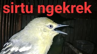 Download lagu sirtu bisu sirtu bahan akan nyaut setelah dengar suara ini sirtu ngekrek tarik burung sirtu bunyi 👍👍 mp3