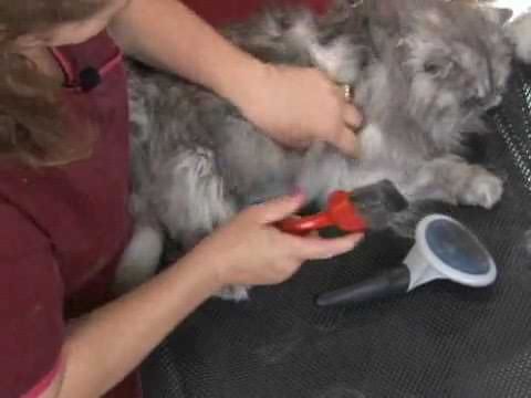 Brushing Long Haired Cats