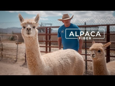 Why Alpaca Wool is Called the Fiber of the Gods | PARAGRAPHIC