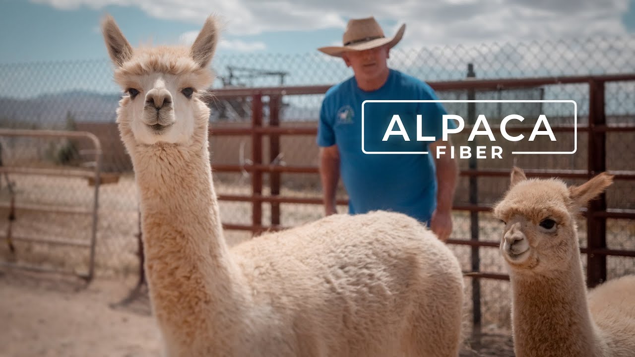 Why Alpaca Wool is Called the Fiber of the Gods | PARAGRAPHIC