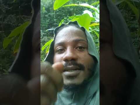 Gershon Landscaping Service