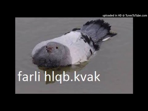 AJS NIGRUTIN + SEVEN & EUFRAT = KILO GRANJA LESIM