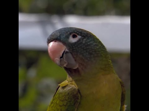 1998 Movie | Paulie | Finds Marie