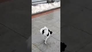 Download lagu kucing salto lucu viral#kucing#cat#viral#muhasabah mp3