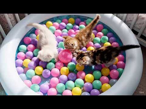 CAT MEOW MEOW is so cute it makes the little cat laugh