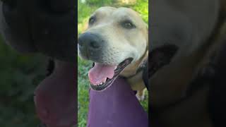 Video preview image #1 Mutt Puppy For Sale in Piedmont, MO, USA