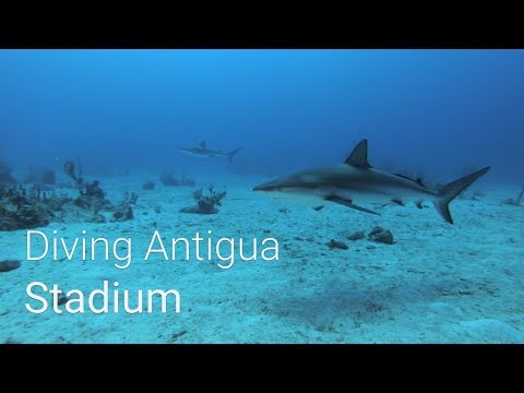 Diving Antigua - Caribbean reef sharks at the Stadium dive site