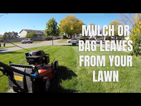 Is It Better To Mulch or Bag Leaves From Your Lawn? // Fall Lawn Care Tips
