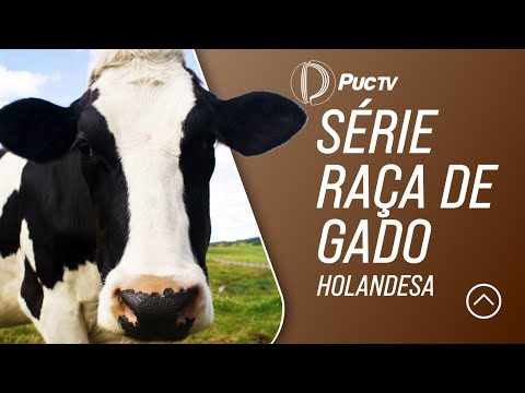 , title : 'SÉRIE RAÇA DE GADO: HOLANDESA'