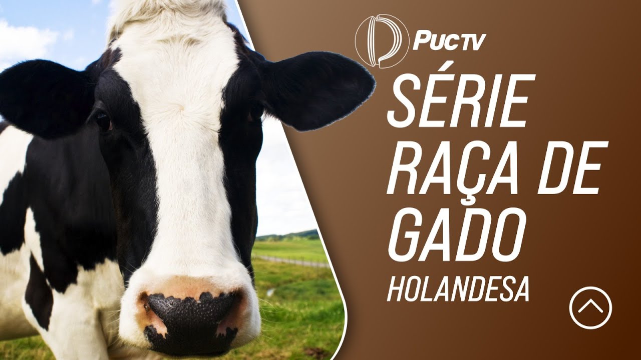 SÉRIE RAÇA DE GADO: HOLANDESA