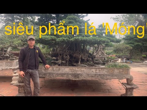 Cây sanh lá móng chất nhất tại Tiền Huân