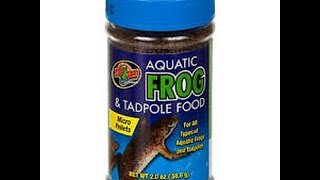 How to feed your African Dwarf Frog