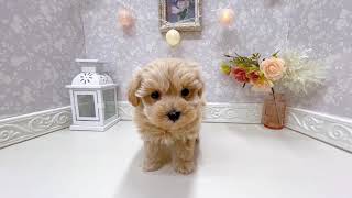 ハーフ犬の動画01