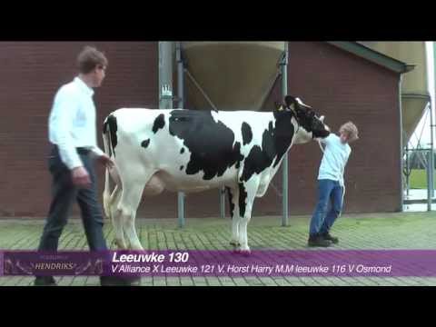 Videokeuring Leeuwke 130 van de fokstudieclub Loenen
