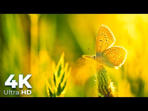Beautiful Butterflies on Planet Earth in 4K Ultra HD - Scenic Relaxation - Earth Spirit