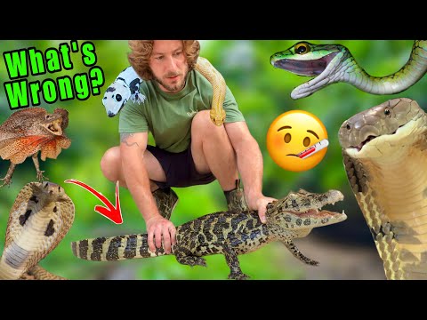 Test Results for my SICK Caiman! 