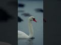 Seals And Swans Todays Selection Of Nordic Wildlife