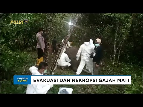 POLSEK WAY BUNGUR POLRES LAMPUNG TIMUR EVAKUASI DAN NEKROPSI GAJAH MATI