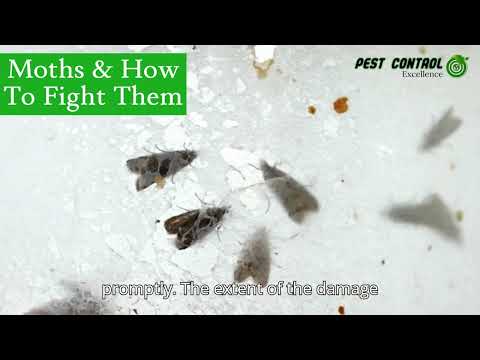 Bye-Bye Moths: Ultimate Guide to Protecting Your Home 🦋🛡️