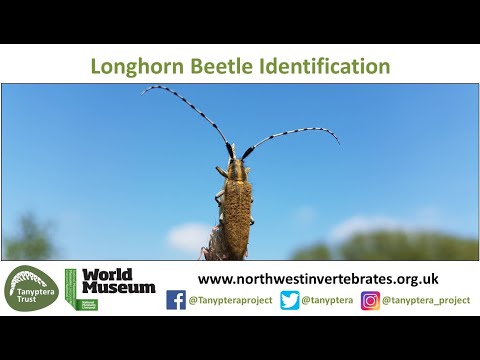 UK Longhorn Beetle Identification