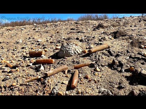 C and D Canal, Fossil Hunting Site Near 