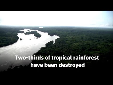 Two-thirds of tropical rainforest destroyed or degraded globally, NGO says