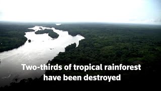 Two-thirds of tropical rainforest destroyed or degraded globally, NGO says