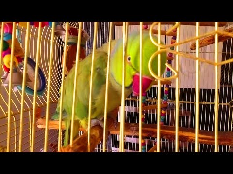 Как научить попугая говорить. Попугай Григорий важная птица/How to teach a parrot to talk