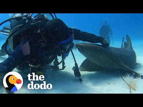 Watch a Nurse Shark Demand Cuddles!