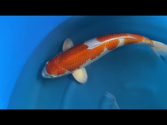 Hariwake