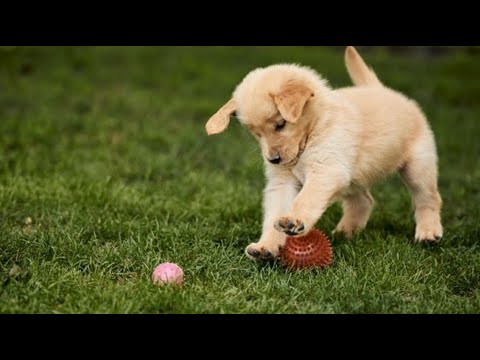 Vedic Atrology - Ketu's & Dogs