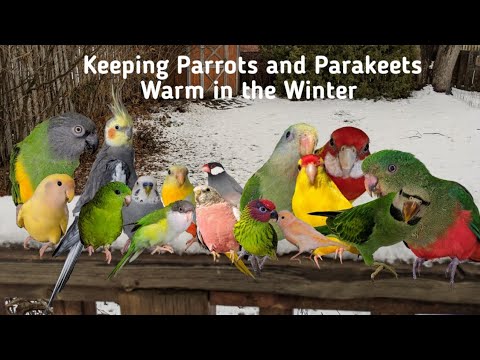 YouTube video about: How to keep aviary birds warm in winter?