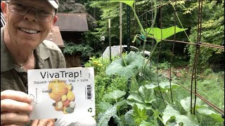 How to Get Rid of Squash Bugs and Vine Borers Naturally