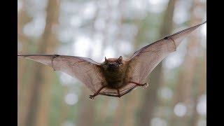 Lucy Cooke on: Bats
