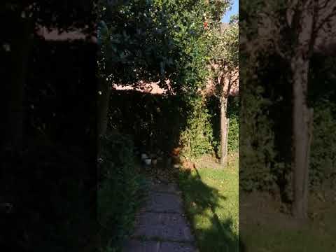 Diamond tree and landscaping video.