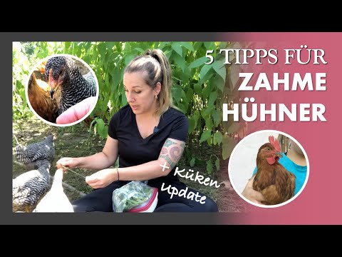 How to tame chickens? 🐓😌💚 5 tips and tricks - here's how + an update on our chicks after 2 months