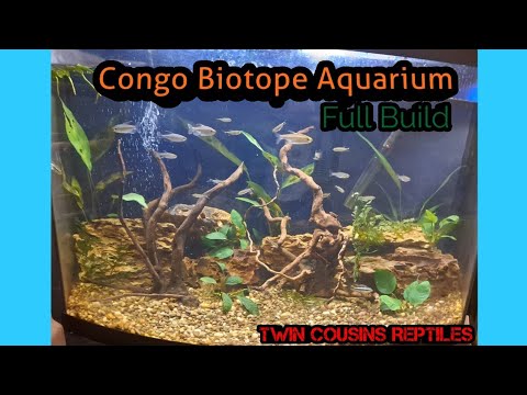 Congo Biotope Aquarium