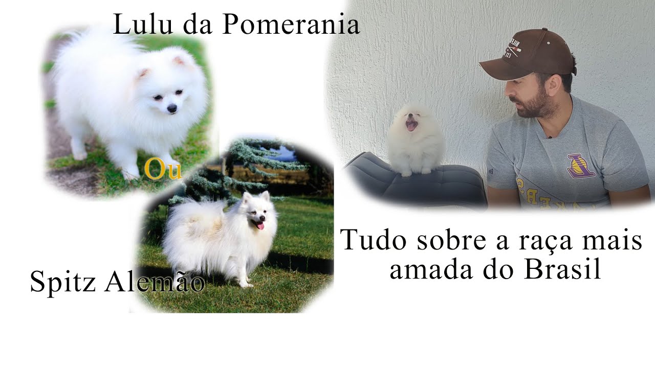 5 coisas que você precisa saber sobre o Lulu da pomerânia/Spitz Alemão